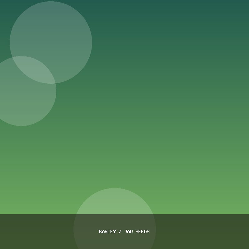 Barley / Jau Seeds